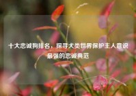 十大忠诚狗排名，探寻犬类世界保护主人意识最强的忠诚典范