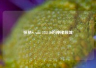 探秘Steam 373310的神秘领域