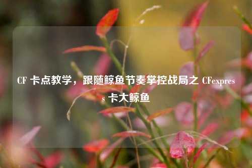 CF 卡点教学，跟随鲸鱼节奏掌控战局之 CFexpress 卡大鲸鱼